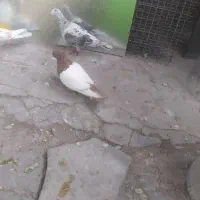 سینه سرخ ماده|پرنده|شیراز, سلطان آباد|دیوار