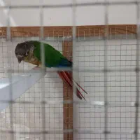 گرینچیک با قفص