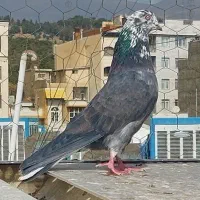 کبوتر قاره خرمایی نر کله ماستی تو دم سفید شمرونی