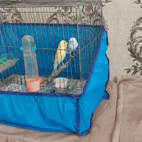 قناری نروماده