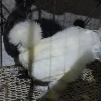 جوجه ابریشمی یک ماهه|حیوانات مزرعه|اهواز, کوی باهنر|دیوار