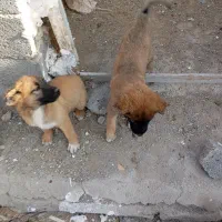 توله سگ آلابای دم کوتاه|سگ|رباطکریم, حصار مهتر|دیوار