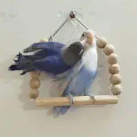 طوطی برزیلی رنگ خاص|پرنده|قم, حنیف نژاد|دیوار