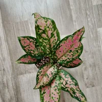 اولی رد استار خاص تمرین اگلونما قیمت ۳۸۰ تومن|گل و گیاه طبیعی|مراغه, |دیوار