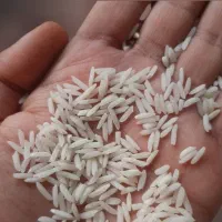 فروش محصولات اعلاء گیلان