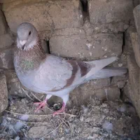کبوتر گمشده ف رو ش|حیوانات|زابل, |دیوار