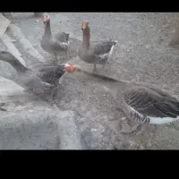 چهار تا غاز چهارتا اوردک