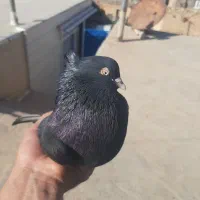 کبوتر زاغ ابادانی و پلاکی