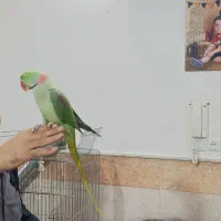 شاه طوطی نر فول دستی|پرنده|قنوات, |دیوار