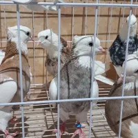 کبوتر  یکجا