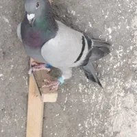 کبوتر مسافتی