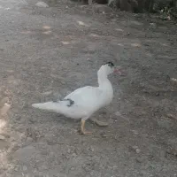 جوجه اردک اسرائیلی