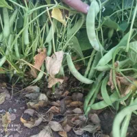 لوبیا چیتی کوشا