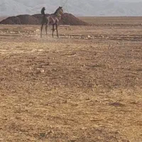 اسب|اسب و تجهیزات اسبسواری|گتوند, |دیوار