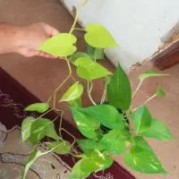 گل پتوس نئون ابلغ و سبز 75 هزار