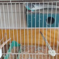 قفس پرنده دو عدد باوسایل کامل|لوازم جانبی حیوانات|گنبد کاووس, |دیوار