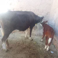 گاو گوساله جوان