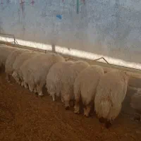 بره سفید صادراتی|حیوانات مزرعه|کوهدشت, |دیوار