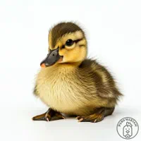 جوجه مرغ و اردک یک روزه