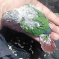 جوجه گرینچک سرلاکی