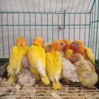 پرنده دستی خونگی،  جوجه و دستی سخنگو خرید فروش