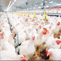 کارگربارگیر مرغ