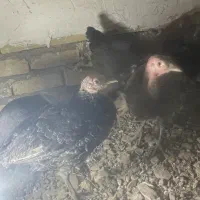 جوجه بوغلمون