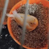 قناری جفت روی تخم