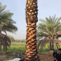 ن خ ل م وج ودازخ و زس ت ان