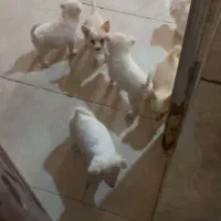 سگپاکوتاه|سگ|میناب, |دیوار