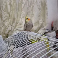 عروس هلندی واگذاری