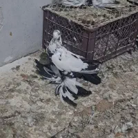 کبوتر|پرنده|باسمنج, |دیوار