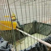 عروس هلندی نر