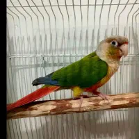 گرینچیک نر کوتوله فنچ نرگسی مرغ عشق