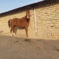 مادیان ونریان|اسب و تجهیزات اسب‌سواری|دشتابی, |دیوار