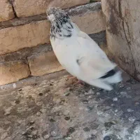 تعدادی کبوتر تهرانی وپلاکی