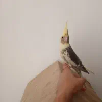 عروس هلندی|پرنده|پاکدشت, پاکدشت (مامازند)|دیوار