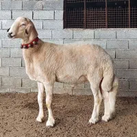 گوسفند بره قوچ افشار