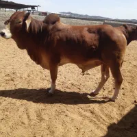 فروش گاو برای قربانی