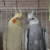 عروس هلندی مولد