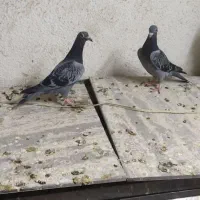 کفتر|پرنده|مشهد, عیدگاه|دیوار