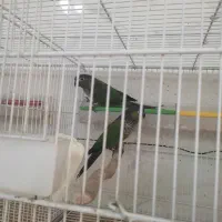 جفت گرینچیک بلک کاپ و هافمنی و رزفرانتد