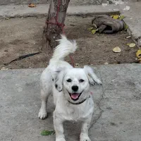 سگ پاکوتاه.سگ