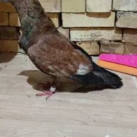 کله ای نر