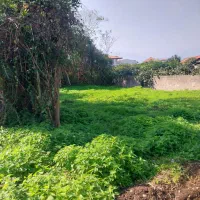 زمین منطقه آزاد ۳۰۰متر گراکو سند تک برگ|فروش زمین و ملک کلنگی|تنکابن, |دیوار