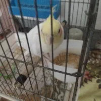 عروس هلندی گمشده