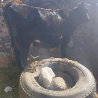 گاو ماهونی اصل