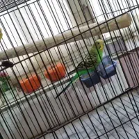 مرغ عشق|پرنده|کرج, مصباح|دیوار