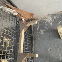 نروماده شهری پرتغالی|پرنده|شیراز, وزیرآباد|دیوار