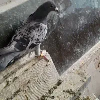 یک عددپرنده گرفتنی|پرنده|بروجرد, |دیوار